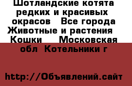 Шотландские котята редких и красивых  окрасов - Все города Животные и растения » Кошки   . Московская обл.,Котельники г.